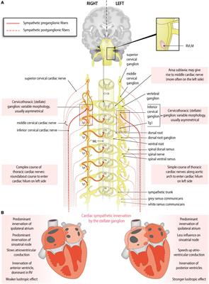 Asymmetry and Heterogeneity: Part and Parcel in Cardiac Autonomic Innervation and Function